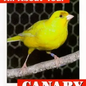 All About Your Canary