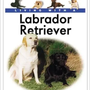 Living With A Labrador Retriever