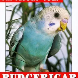 All About Your Budgerigar