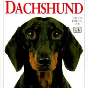 Dachshund